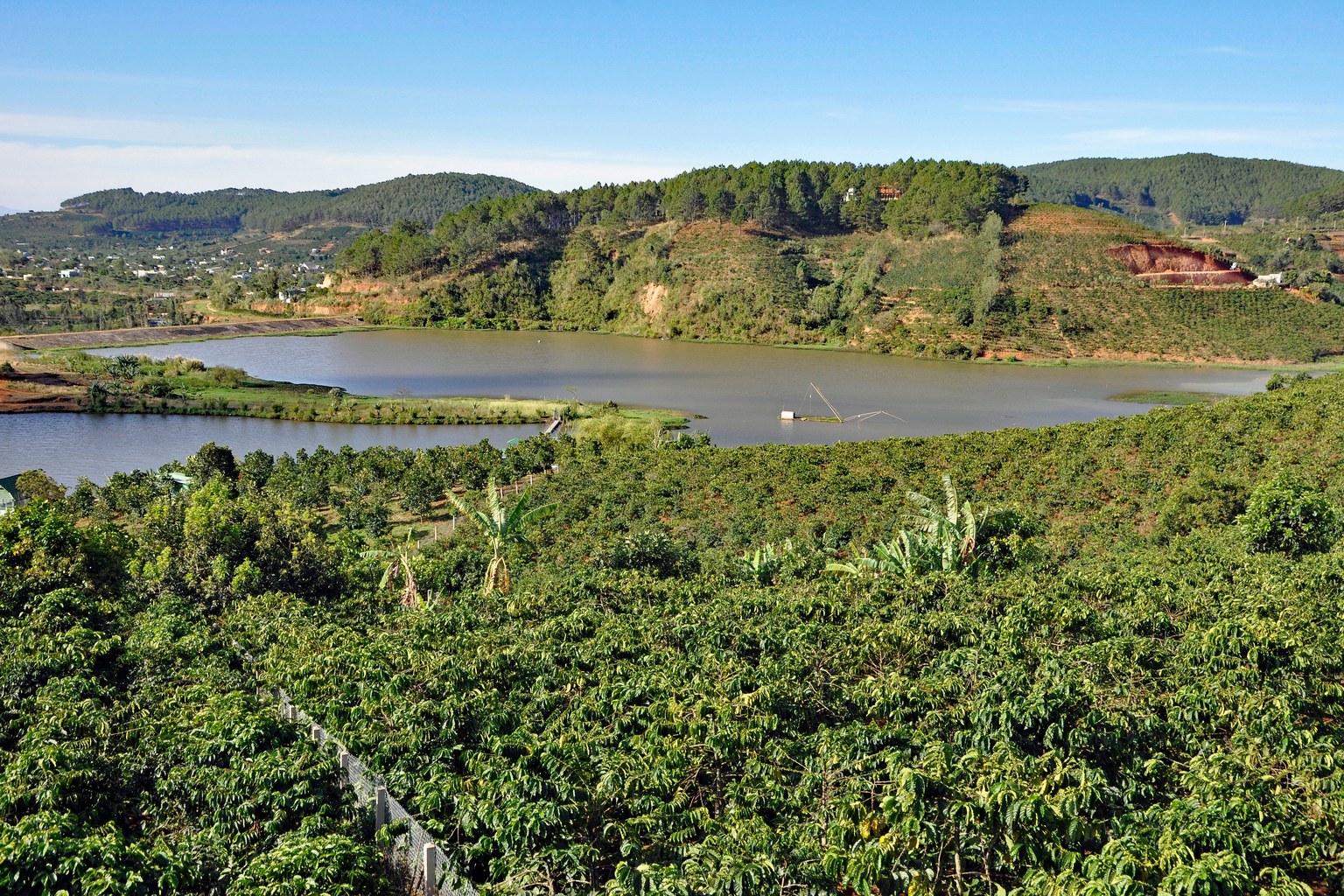 Rows of shaded coffee shrubs in flower on a red-earth plantation near Da Lat in the Vietnamese Central Highlands, with taller shade trees standing between the rows.