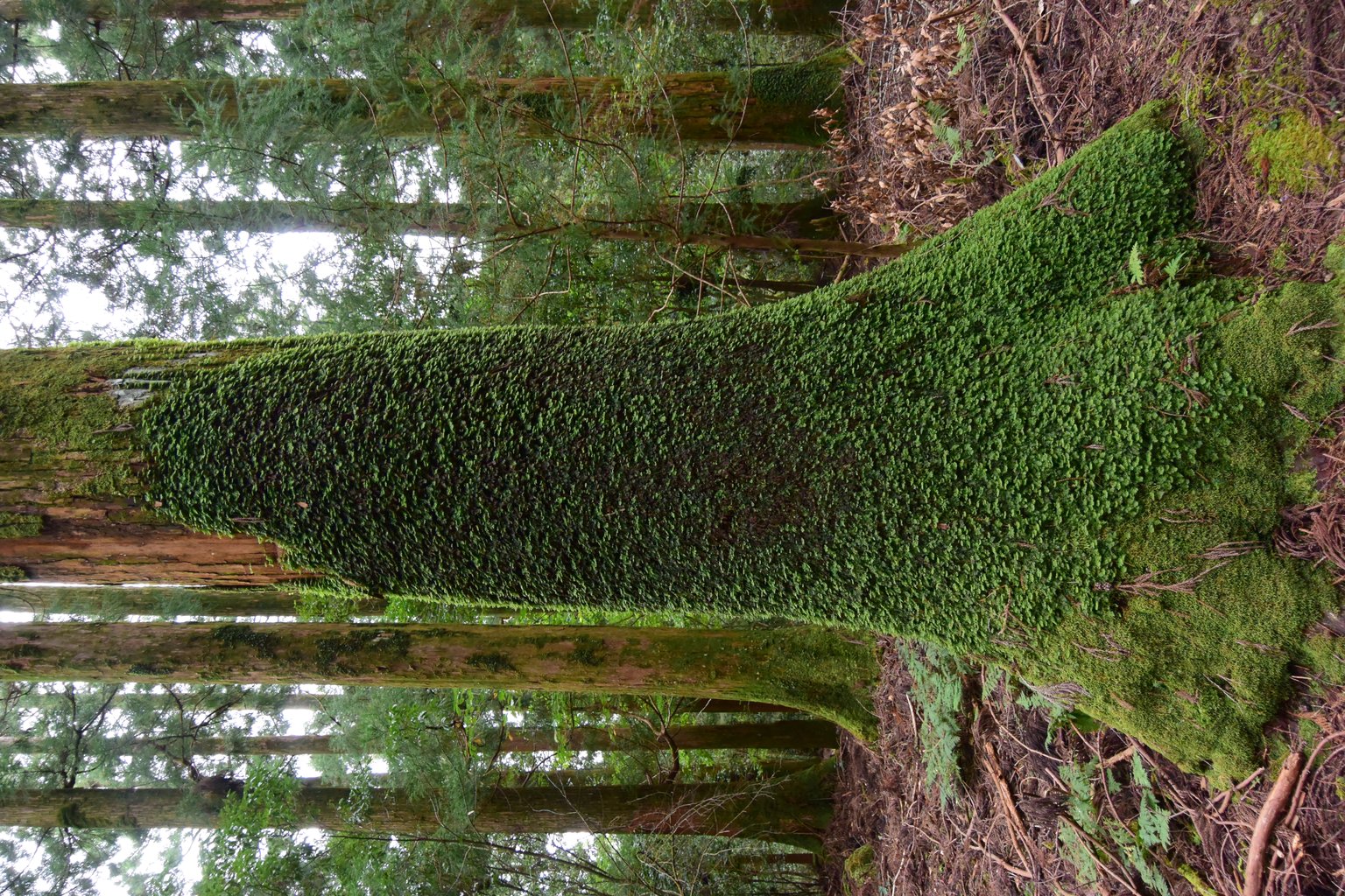 A mossed stone pilgrim path in the Kumano Kodo mountains, Japan, flanked by dark cedar trunks and green undergrowth, curving deeper into the forest.