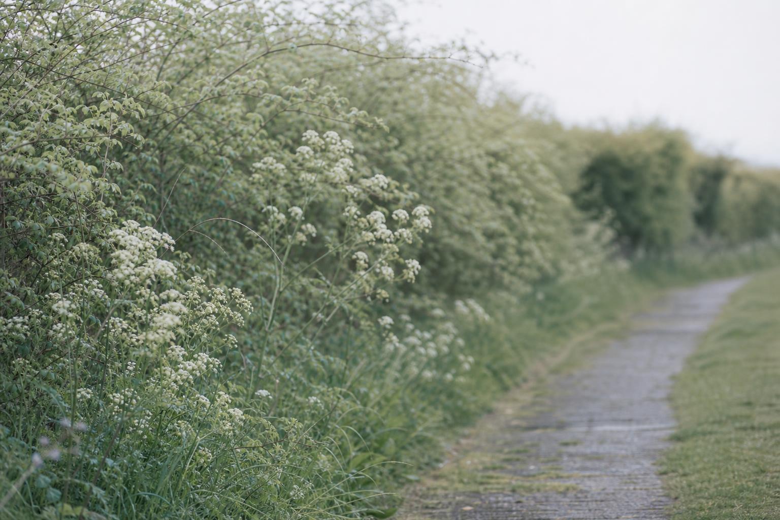 A pale, restrained image for Virginia Astley: morning greenery, soft English light, and a quiet path or garden edge held in gentle focus.